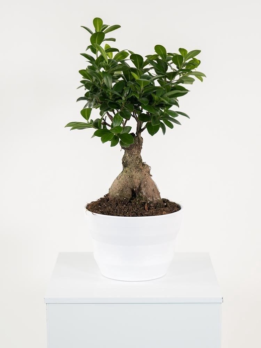 <h4>FIC MI GINSENG</h4>