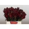 Leucadendron Saf Sunset Dark R.