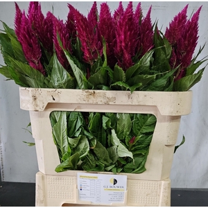 Celosia Century Purple GJ Bouwer