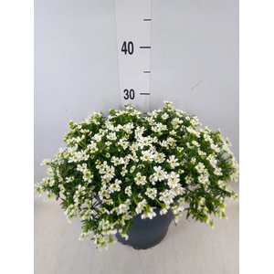 Iberis semp. 'Fischbeck'