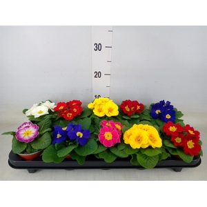 Primula ac. 'Paradiso Mid-E'  ..mix