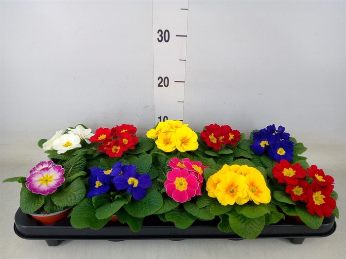 <h4>Primula ac. 'Paradiso Mid-E'  ..mix</h4>
