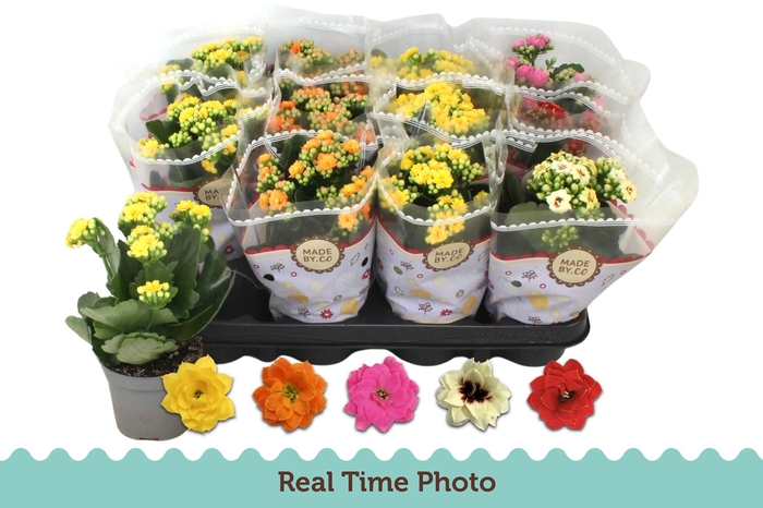 <h4>KAL GE GEM 5 KL</h4>