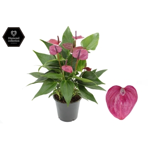 Anthurium 12 cm Treasury in transparant sleeve