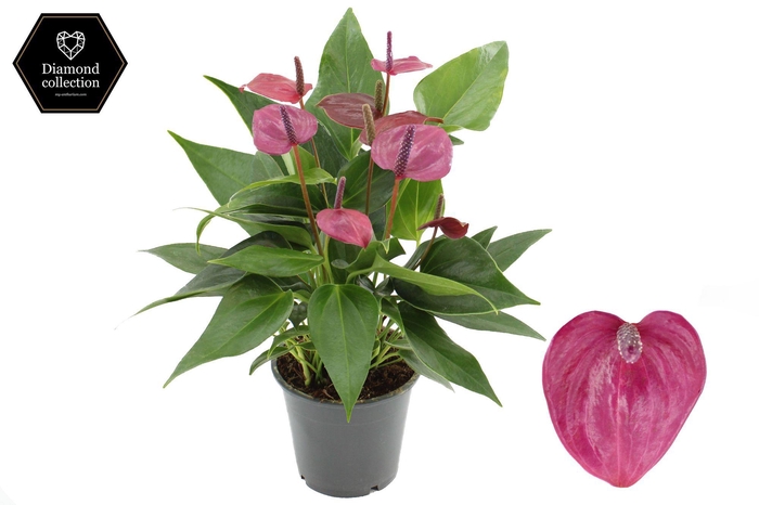 <h4>Anthurium 12 cm Treasury in transparant sleeve</h4>
