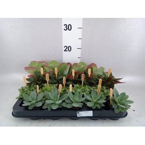 Planten  ..mix