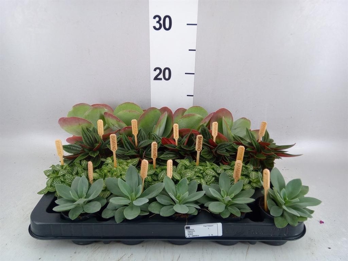 <h4>Planten  ..mix</h4>