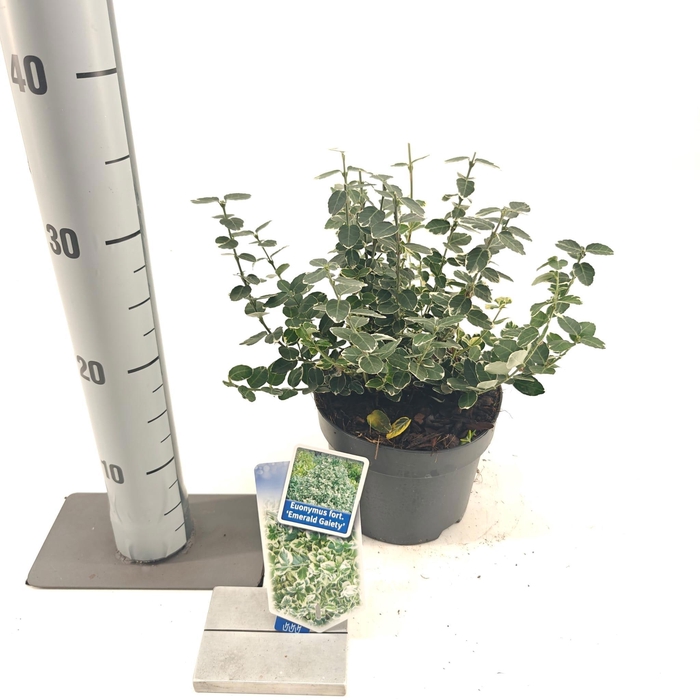 <h4>Euonymus fort. 'Emerald Gaiety'</h4>