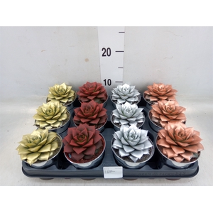 Echeveria purpusorum