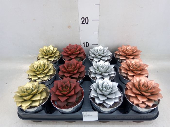 <h4>Echeveria purpusorum</h4>