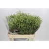 Limonium China Lemon