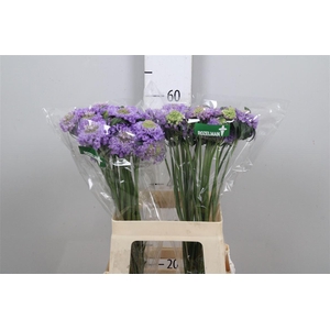 Scab At Lavender Scoop