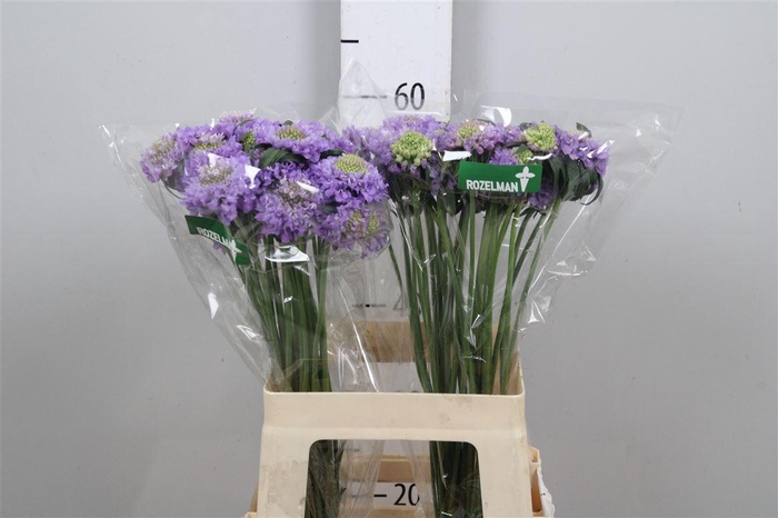 <h4>Scab At F Lavender Scoop</h4>