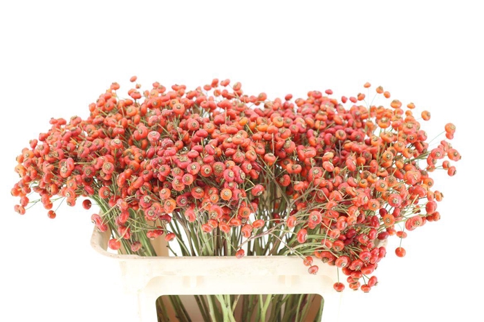 <h4>Rosa Magical Fantasy 70cm</h4>