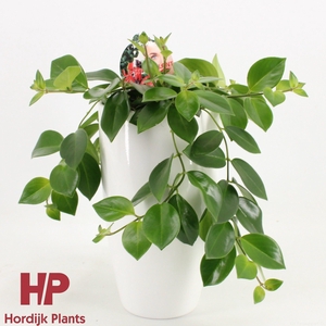 Aeschynanthus Mona Lisa Keramiek Wit