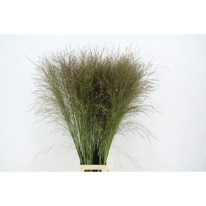 GRAS PANICUM THUNDERCLOUD