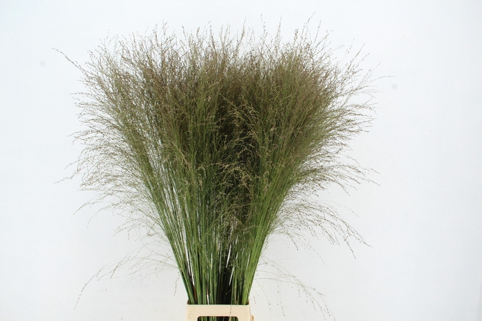 <h4>GRAS PANICUM THUNDERCLOUD</h4>