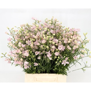 Delphinium Chiffon Pink