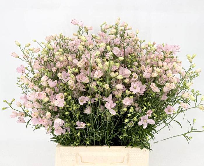 <h4>Delphinium Chiffon Pink</h4>
