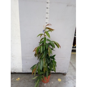 Ficus binn. 'Amstel King'