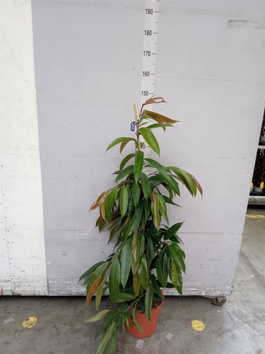 <h4>Ficus binn. 'Amstel King'</h4>