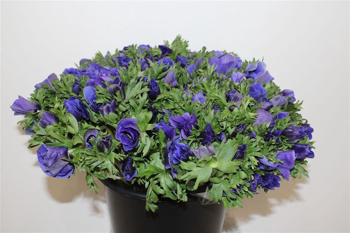 <h4>Anem Marianne Blue</h4>