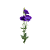 LISIANTHUS ABC 2-3 BLUE 060 CM MIN 500 GRAMAS AZUL