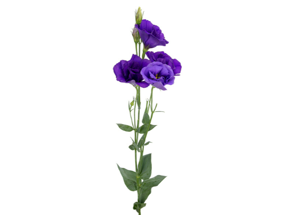LISIANTHUS ABC 2-3 BLUE 060 CM MIN 500 GRAMAS AZUL