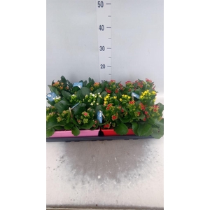Kalanchoe blos.   ..EN mix