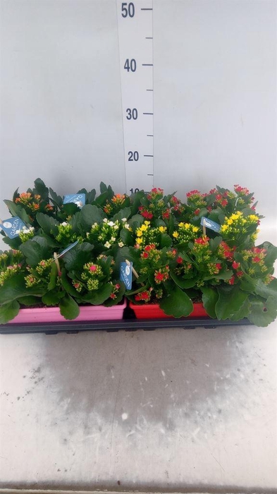 <h4>Kalanchoe blos.   ..EN mix</h4>