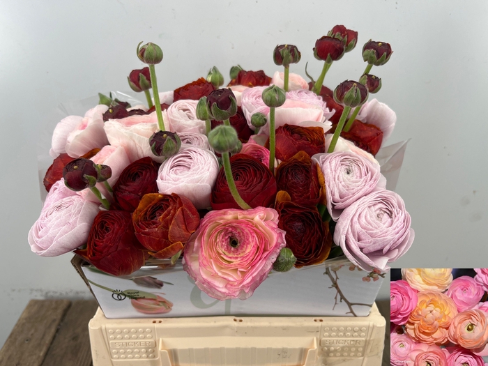 <h4>RAN GEM IN BOS</h4>