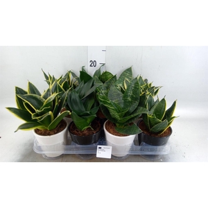 Sansevieria trifa. 'Hahnii'