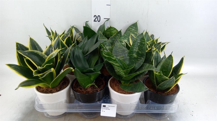 <h4>Sansevieria trifa. 'Hahnii'</h4>
