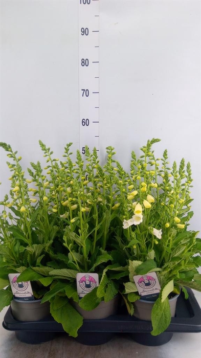 <h4>Digitalis purp. 'Hanabee Rose'</h4>