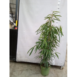 Ficus binn. 'Alii'