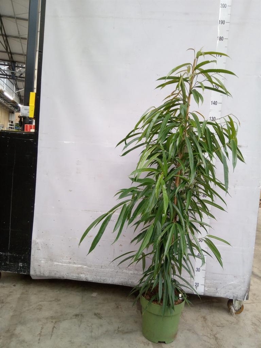<h4>Ficus binn. 'Alii'</h4>