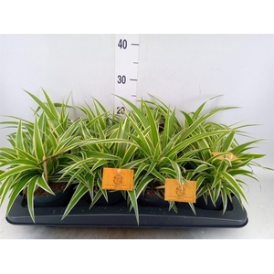 Chlorophytum com. 'Ocean'