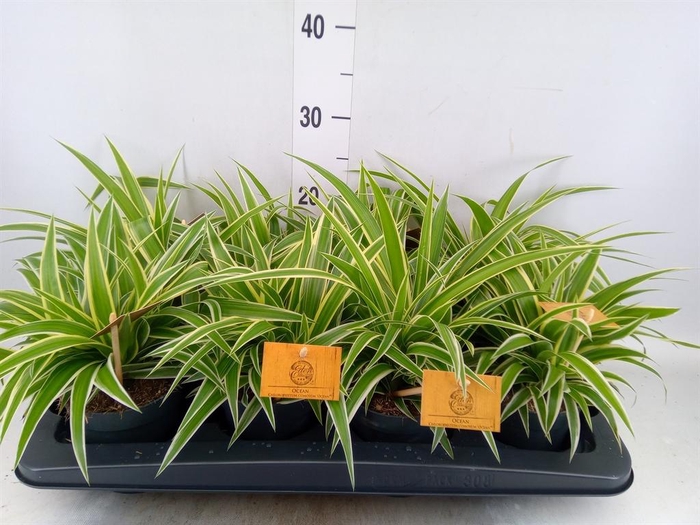 <h4>Chlorophytum com. 'Ocean'</h4>