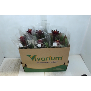 GUZMANIA CONIFERA P14