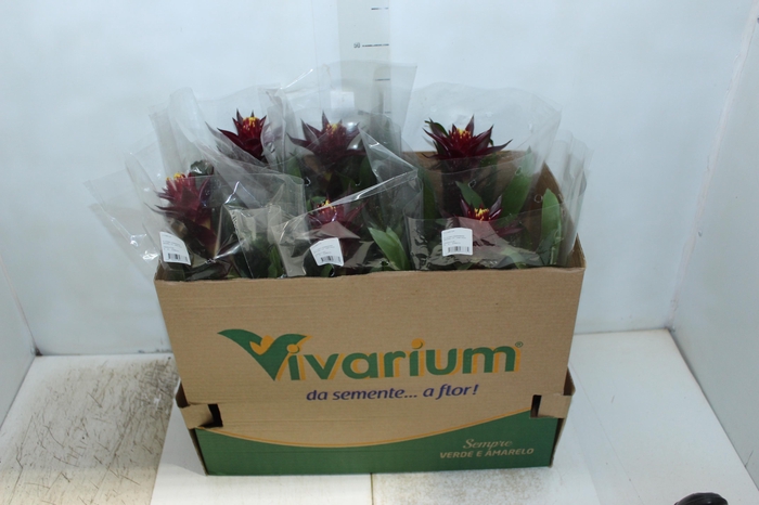 <h4>GUZMANIA CONIFERA P14</h4>