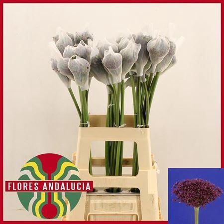 <h4>Allium Mercurius</h4>