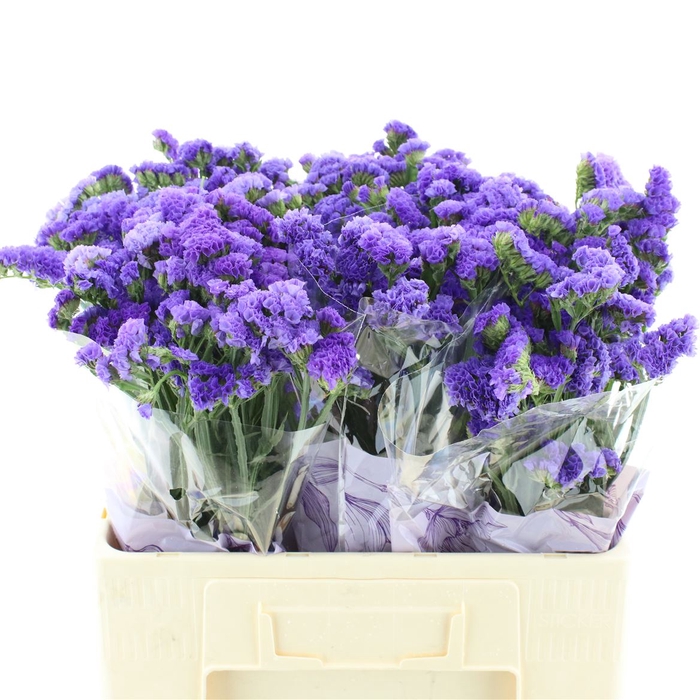 <h4>Limonium St Blue Birds</h4>
