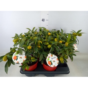 Fortunella margarita