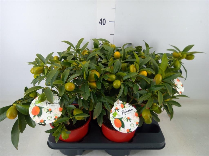 <h4>Fortunella margarita</h4>