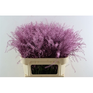 Lep Klbh Metallic Pink