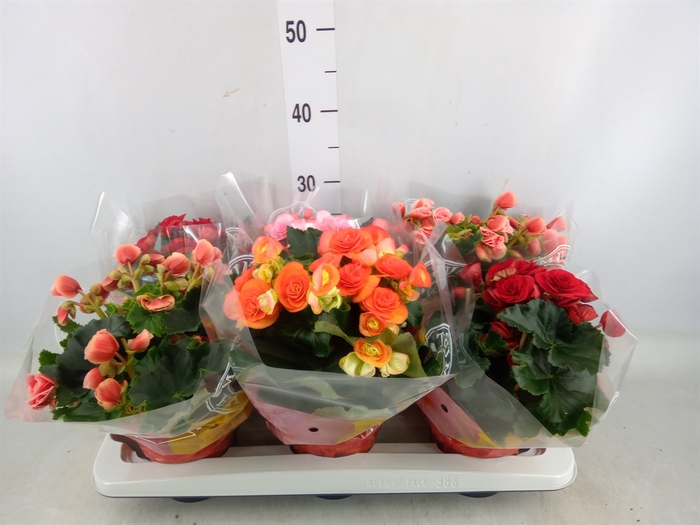 <h4>Begonia elat. DU   ...mix</h4>