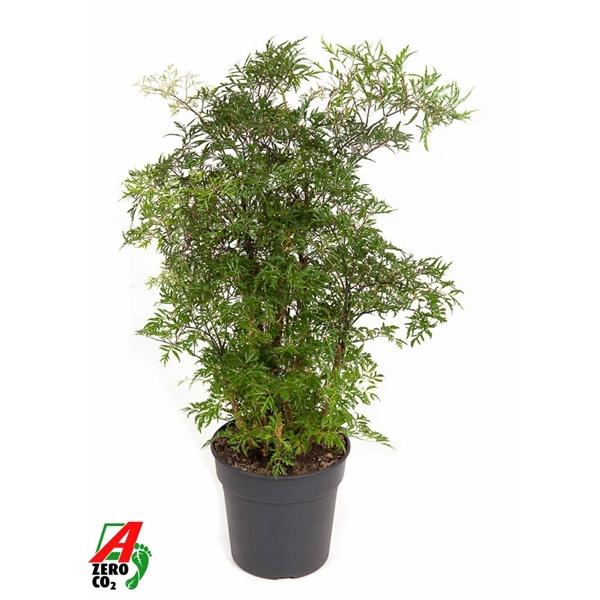 <h4>Polyscias fruticosa</h4>