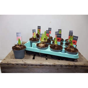 Hippeas 2 Steel Rood Decorum