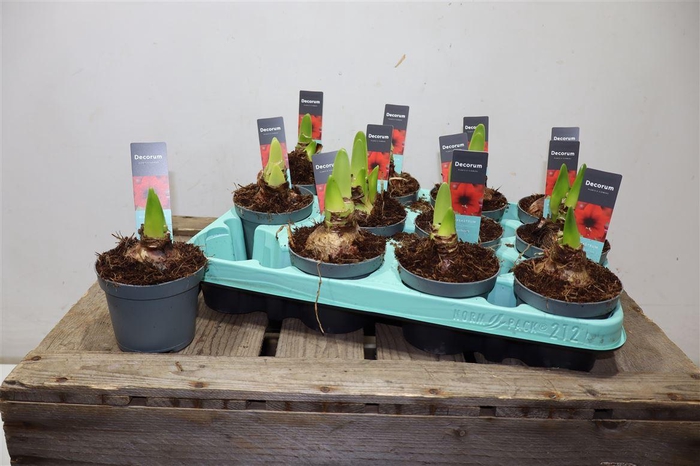 <h4>Hippeas 2 Steel Rood Decorum</h4>