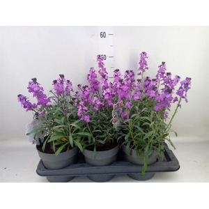 Erysimum linifolium 'Bowles Mauve'